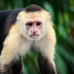 Costa Rican Monkey