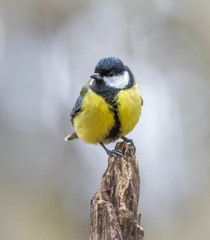 Great tit