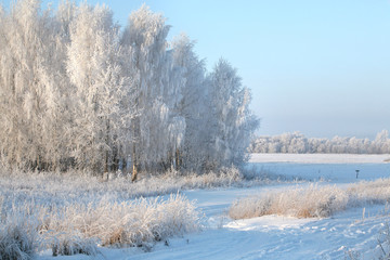 winter Forest