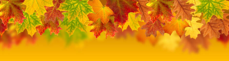 Naklejka na ściany i meble image of dry autumn leaves closeup