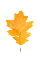 Dry fallen autumn leaf of a tree on white