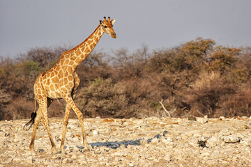 Giraffe am Wasserloch im Etosha-Nationalpark, Namibia