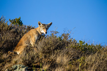 Kojote (Canis latrans)