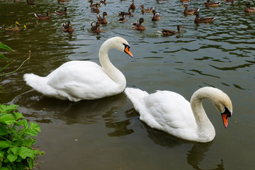 White swans on the pond