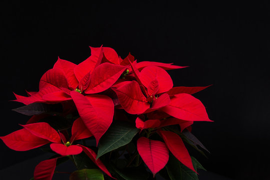 Fototapeta red Christmas flower poinsettia on black background
