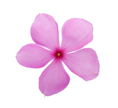 Fototapeta purple flower isolated on a white