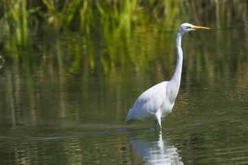 Airone Bianco