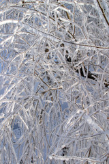 frost on the trees and bushes
