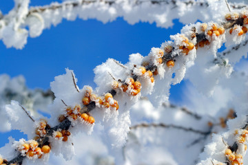 buckthorn branch with hoarfrost