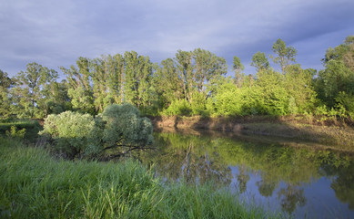 Oaks on river bank