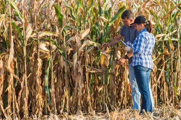 Agricultural expert inspecting quality of corn
