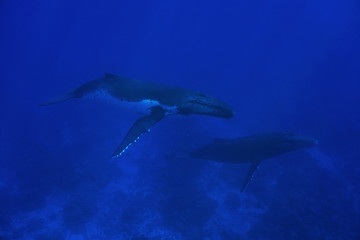 Couple of humpback whale underwater, Megaptera novaeangliae, Pacific ocean, Rurutu island, Austral archipelago, French Polynesia