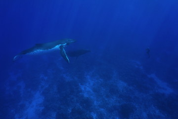 Obraz premium Two humpback whale underwater, Megaptera novaeangliae, with one man in apnea in front of them, Pacific ocean, Rurutu island, Austral archipelago, French Polynesia