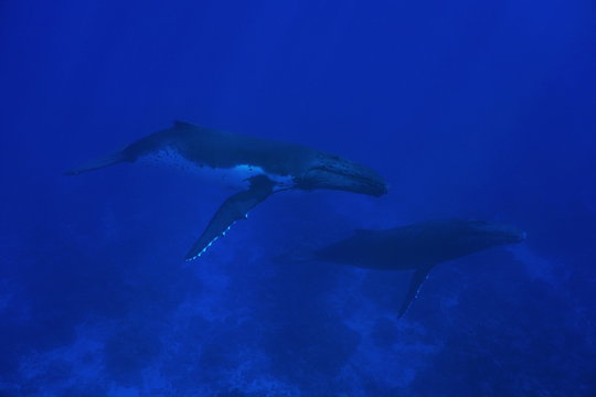 Couple of humpback whale underwater, Megaptera novaeangliae, Pacific ocean, Rurutu island, Austral archipelago, French Polynesia