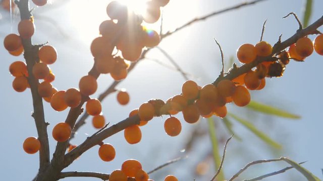 Sea buckthorn bunches in a sunshine in a garden 