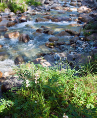 mountain River. East Sayan river Shumak