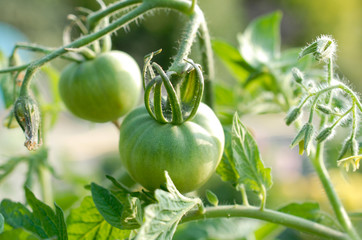 Tomates sur pied