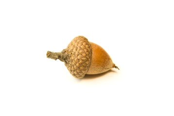 One dried autumn acorn on over white