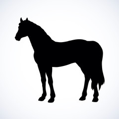 Elegant white horse. Vector drawing