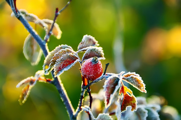 Red leaves and fruit of wild rose berries briar covered with frost in late autumn. Sunny warm...