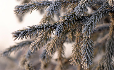 spruce branch in the snow