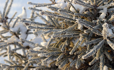spruce branch in the snow