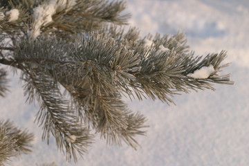 pine branches