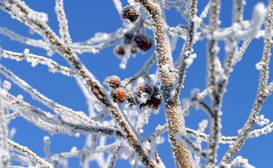 buckthorn berries in the frost