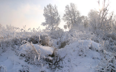 Frost on the trees  bushes and grass