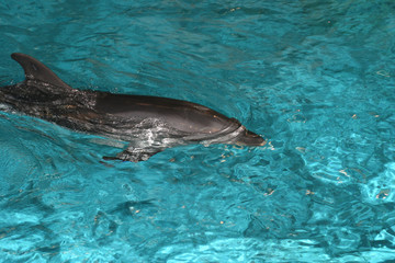 Obraz premium Dolphins