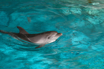 Fototapeta premium Dolphins