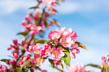blooming apple tree pink flowers in spring