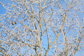 Frost on the branches of trees