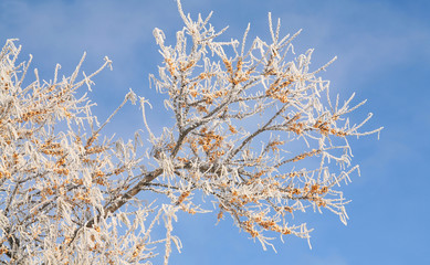 buckthorn in hoarfrost