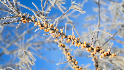 buckthorn in hoarfrost