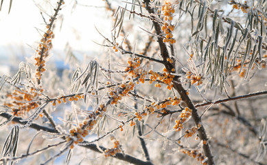 buckthorn in hoarfrost