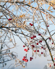 berries in the frost