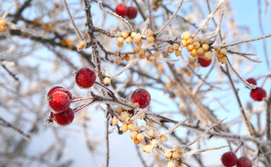 berries in the frost