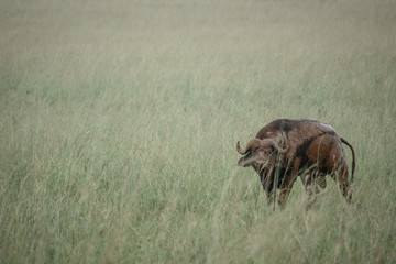 Buffalo isolated in the field, front view