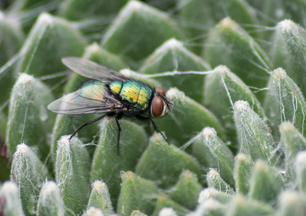 flies
