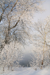 Frosty morning on the riverbank
