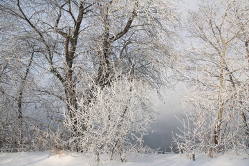 Frosty morning on the riverbank