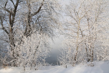 Frosty morning on the riverbank