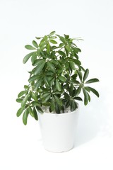 Naklejka premium 鉢植えのシェフレラ