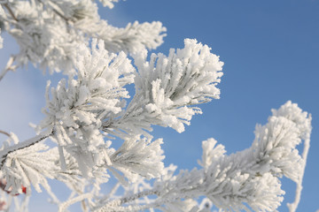 pine branch with hoarfrost