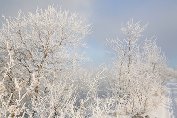Frost on the branches of trees