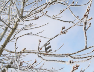 Frost on the branches of trees