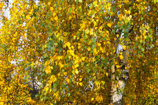 Autumn foliage of Birch