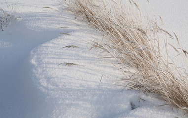 dry grass in the frost