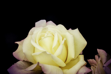 yellow rose